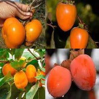 Matsumoto Fuyu Japanese Persimmon