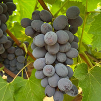 Early ripening Jupiter grape variety producing sweet purple seedless fruit