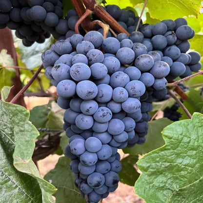 Thomcord Seedless Grapes