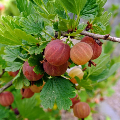Pixwell Gooseberry Tree