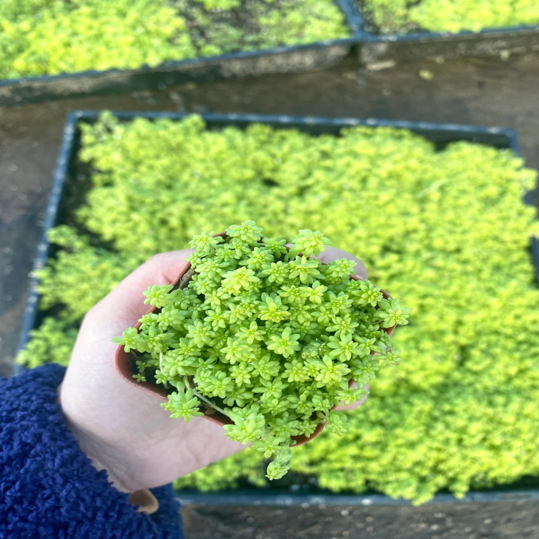 Sedum acre var. aurea – Gold Moss