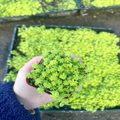 Sedum acre var. aurea – Gold Moss