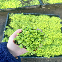 Sedum acre var. aurea – Gold Moss