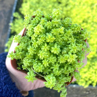 Sedum acre var. aurea – Gold Moss
