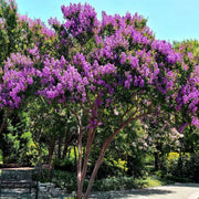 Catawba' Crape Myrtle, Clusters of Deep Purple Flowers