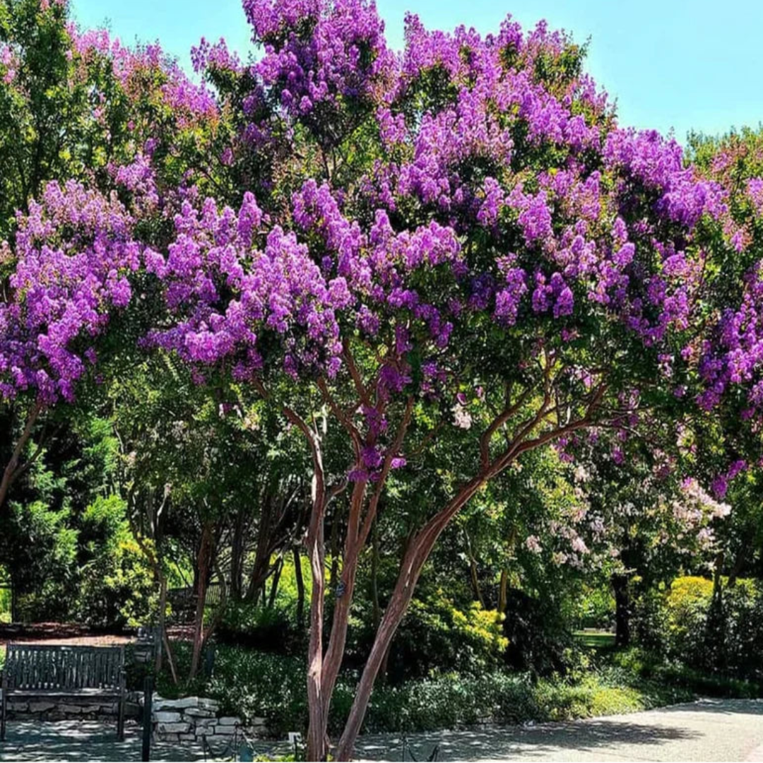 Purple Crape Myrtle blossoms captured in full color on mature flowering branches