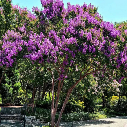 Purple Crape Myrtle blossoms captured in full color on mature flowering branches