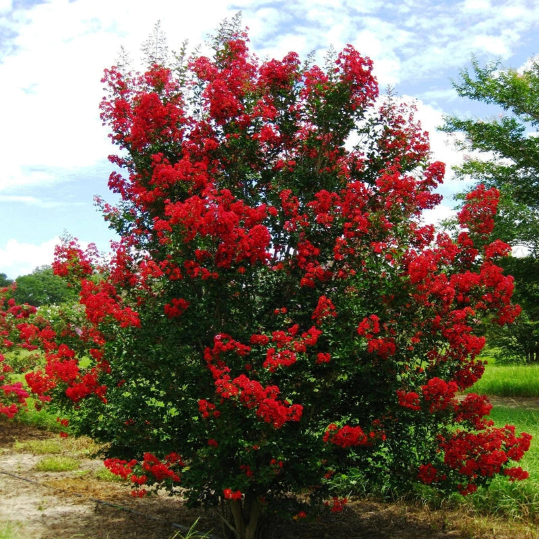 Red Rocket Crape Myrtle tree with bright red flower clusters in full bloom