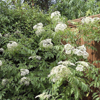 Bob Gordon American Elderberry