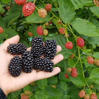Ouachita Blackberry