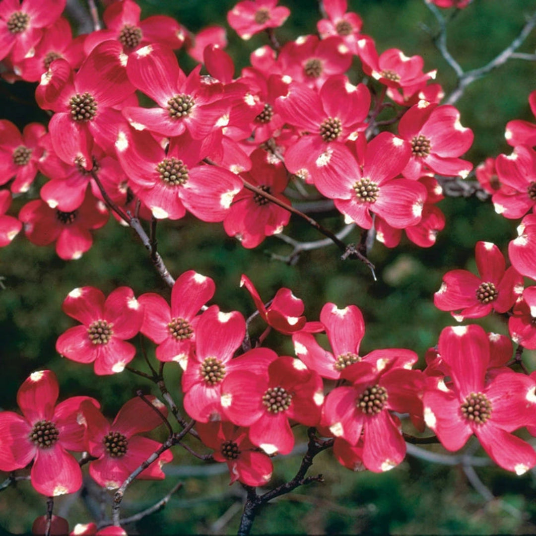 Red Dogwood Flowering Tree in full sunlight