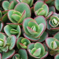 Sedum SunSparkler 'Lime Zinger' - [EG]