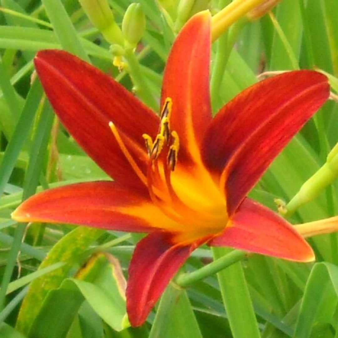 Hemerocallis &