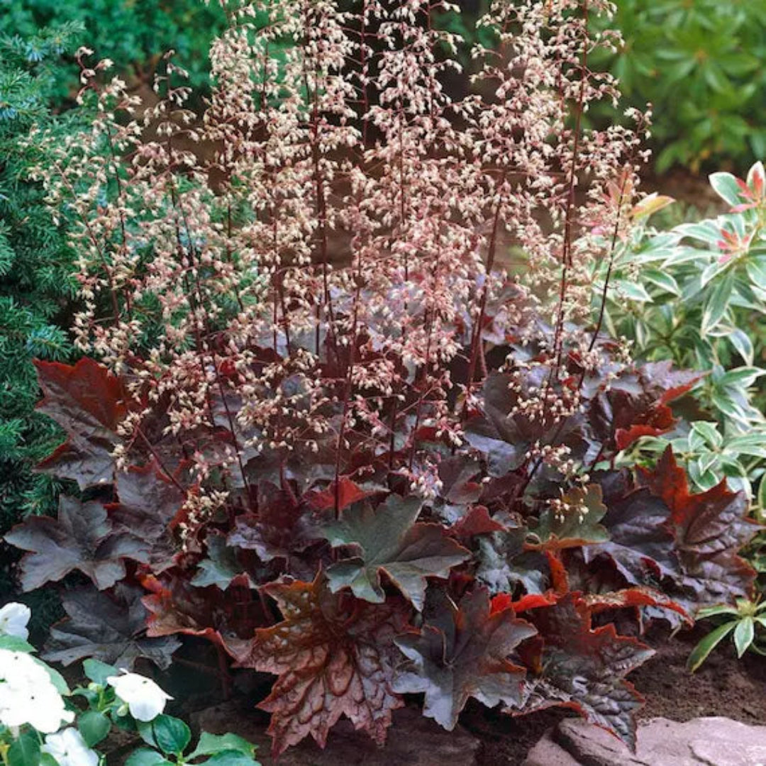 Heuchera micrantha &