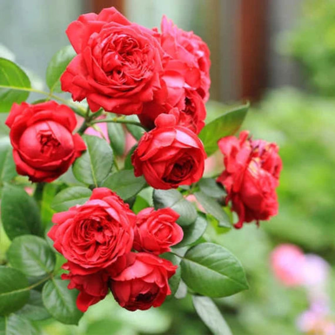Compact Red Drift Rose Bush with Glossy Leaves