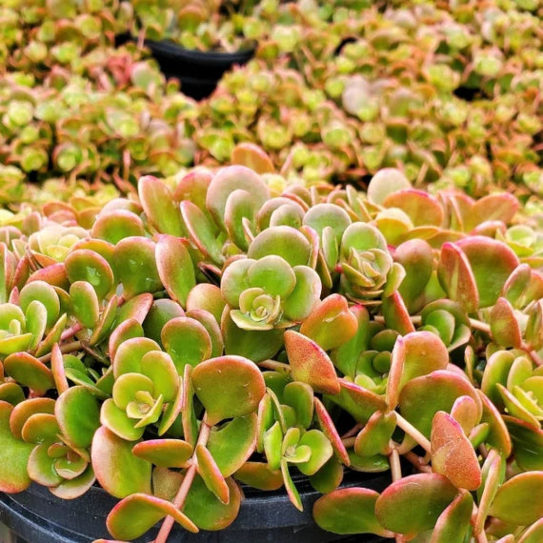 Coral Reef Sedum