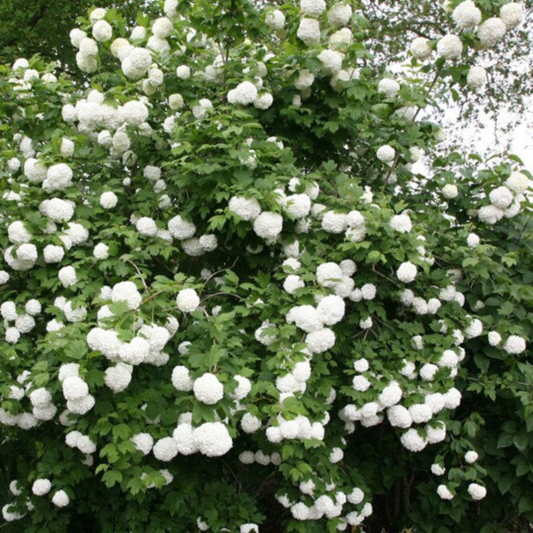 Common Snowball Aka Eastern Snowball Viburnum Shrub
