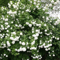 Eastern Snowball Viburnum Shrub Blooming with Full White Clusters