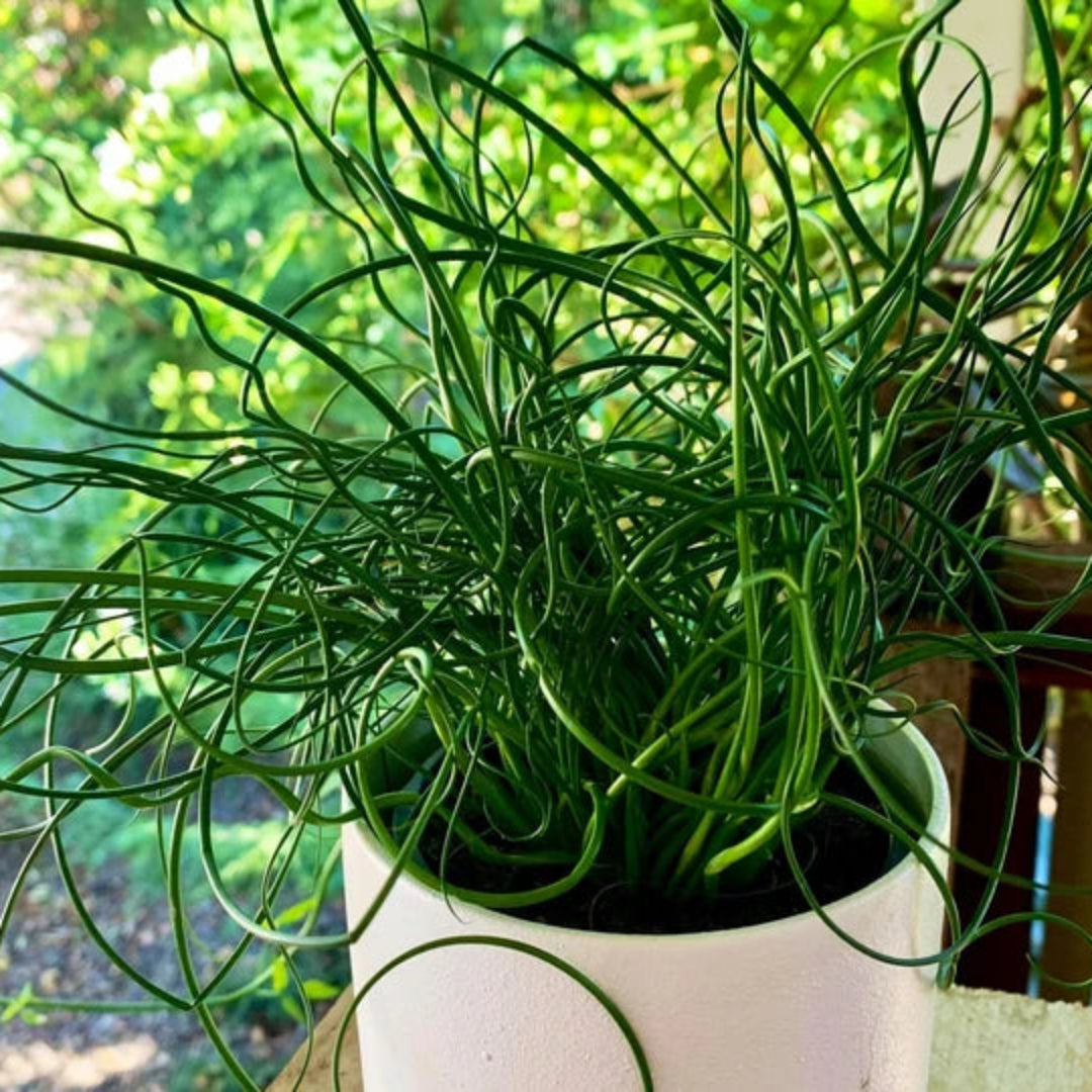 Grass Juncus effusus &