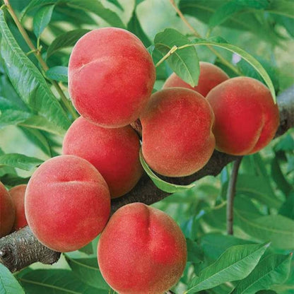 Summer fruit on a thriving Contender Peach Tree