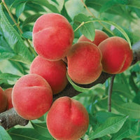 Summer fruit on a thriving Contender Peach Tree