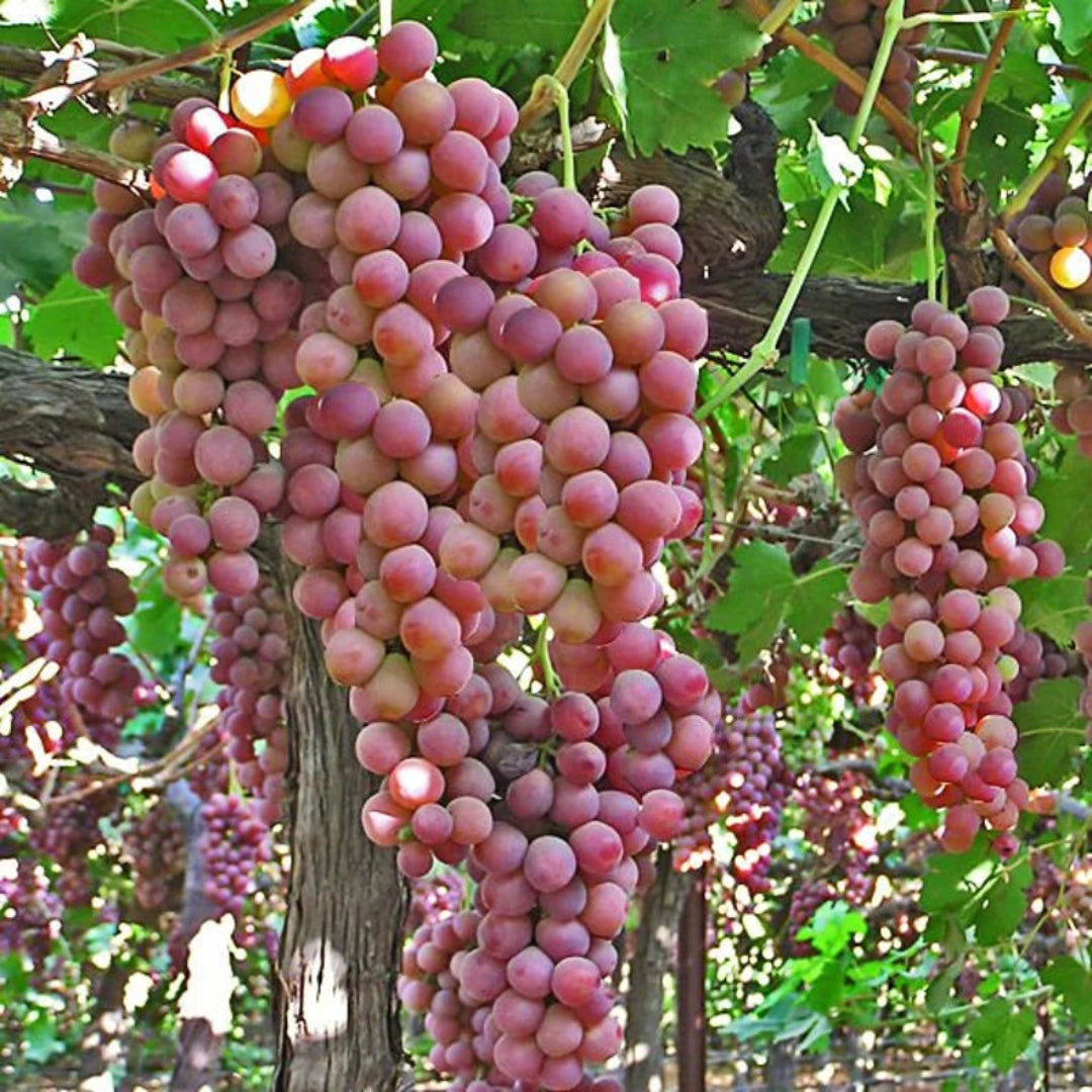 Flame Red Seedless Grape Vine