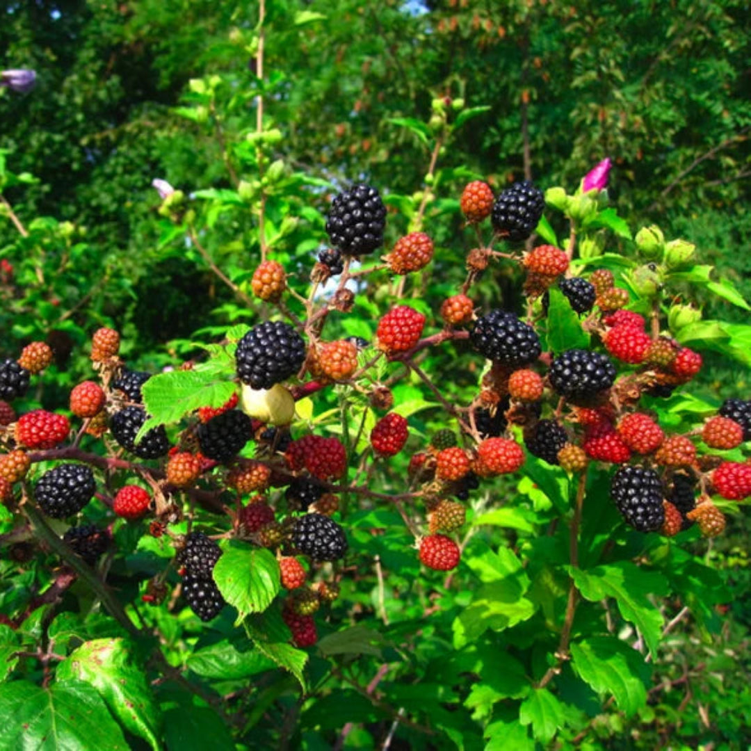 Chester Blackberry Productive Canes