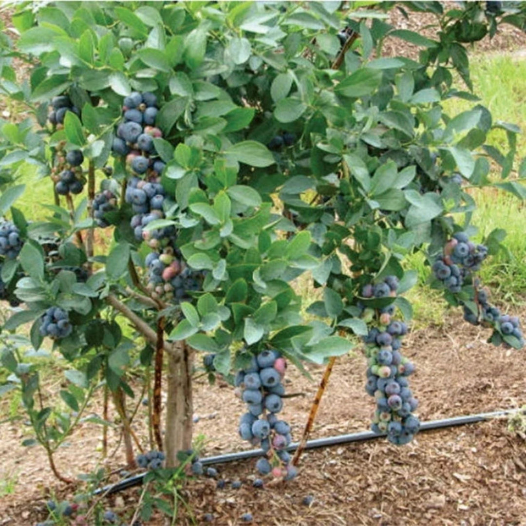 Growing Titan Blueberry from nursery container