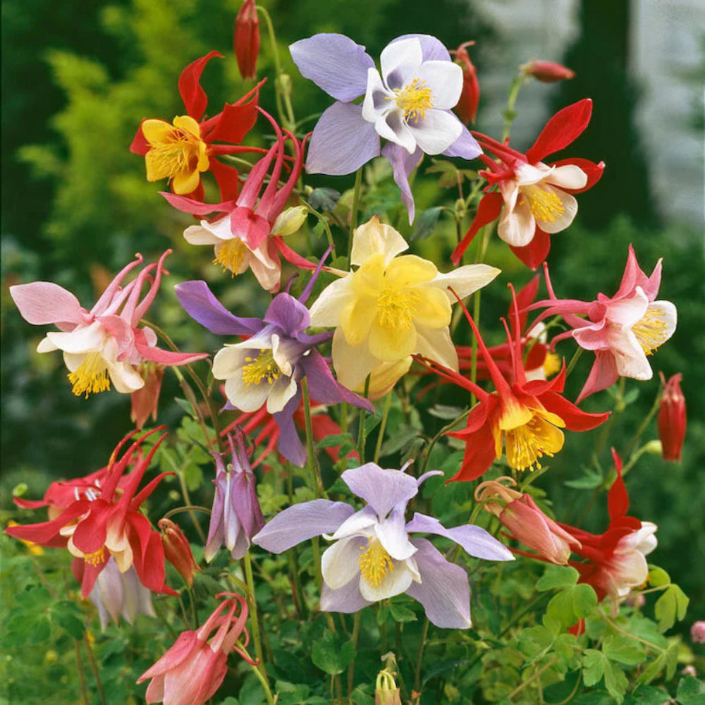 Aquilegia x hybrida Earlybird Mix (Columbine) - [EG]