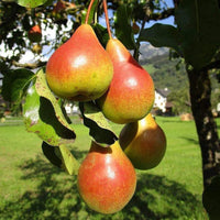 Fresh Moonglow pear fruit close up on branch