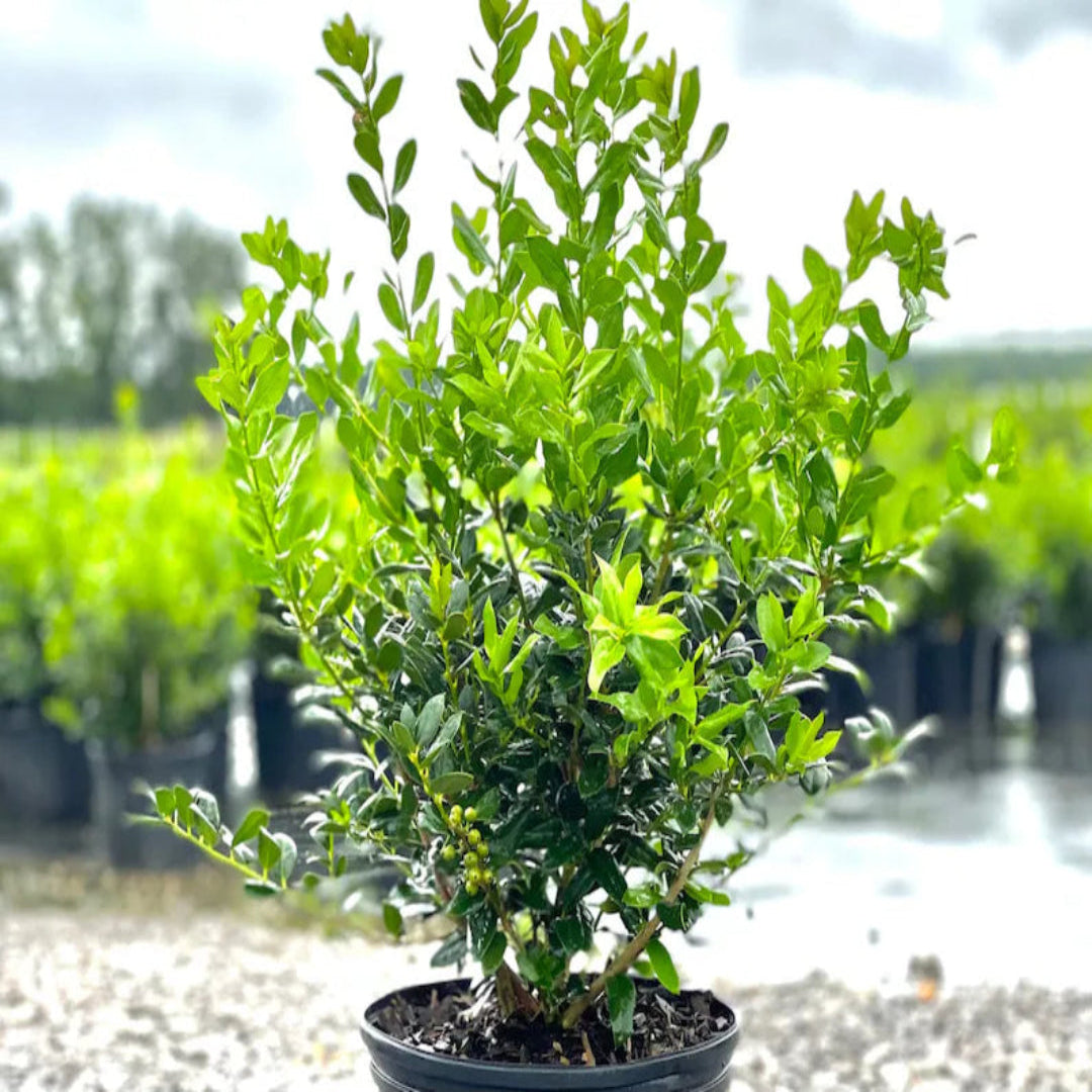 Needlepoint Holly Shrub