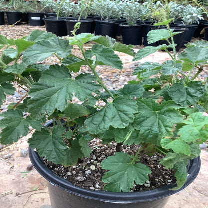 Kiowa Thorny Upright Blackberry That Produces Extremely Large Fruit