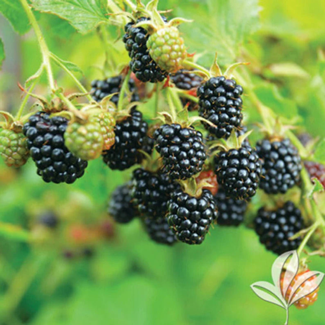 Osage Blackberry