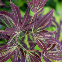 Beni Shi En Japanese Maple