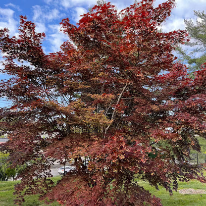 Beni Shi En Japanese Maple