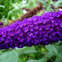 Butterfly Bush, Dark Reddish Purple Flowers