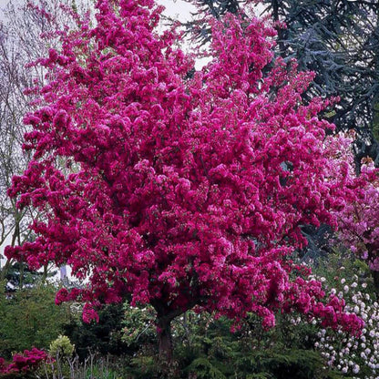 Profusion Crabapple Tree
