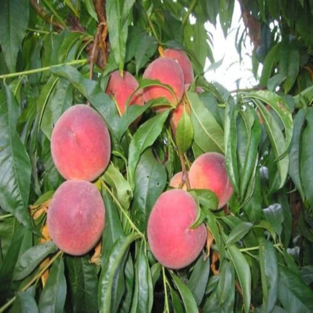 O&