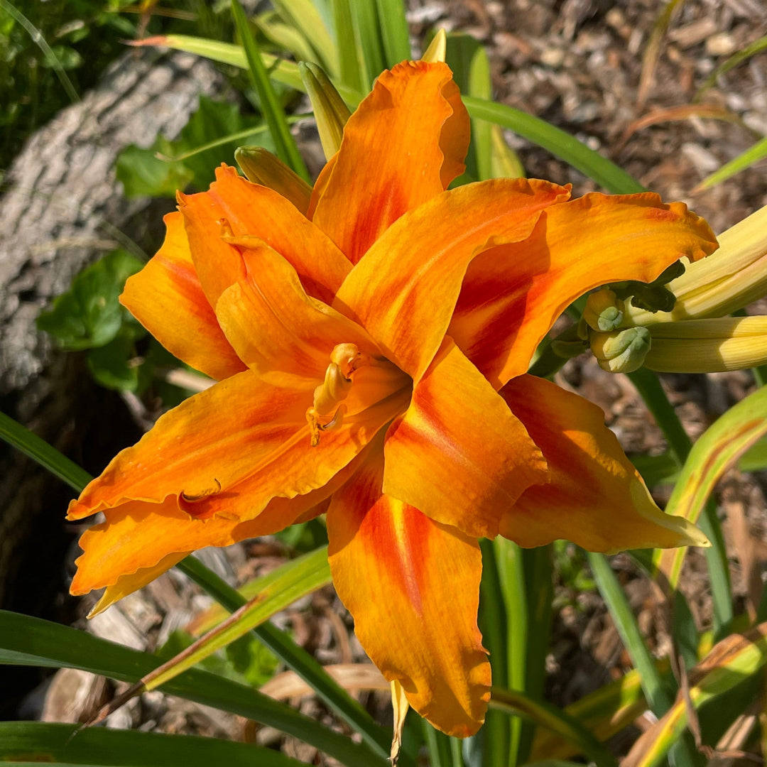 Hemerocallis Fulva Kwanso Double Orange Daylily