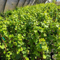 Healthy Bronzed Muscadine grapes on the vine
