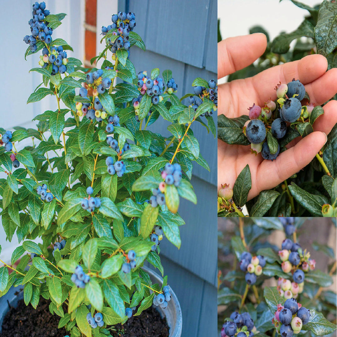 Cutie Pie Dwarf Blueberry Bush