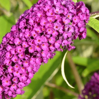 Summer Beauty' Butterfly Bush
