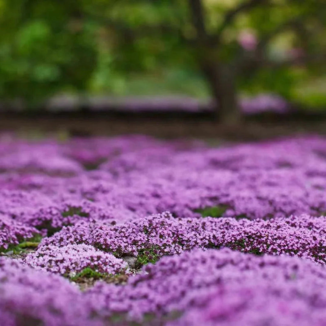 Elfin Thyme blooming perennial plant