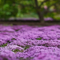 Elfin Thyme blooming perennial plant