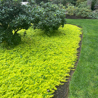 Low-growing evergreen with radiant foliage.