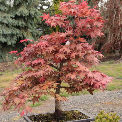 Shin Deshojo Japanese Maple