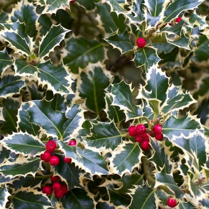 Variegated Holly- Shiny, Dark
