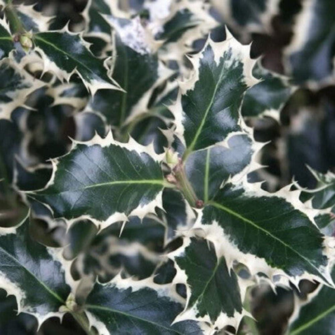 Variegated Holly- Shiny, Dark