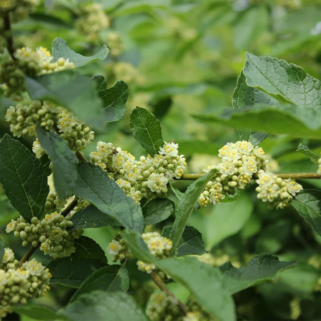 Southern Gentleman Holly