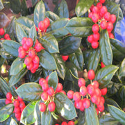 Dwarf Burford Holly